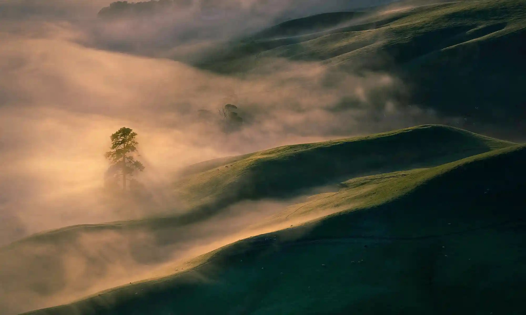 Albero e nebbia mattutina